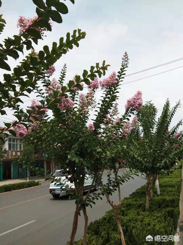 种花卉的地方?种花卉的地方西边有树好不好!