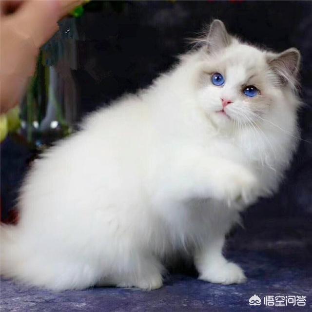 猫咪得了过敏性皮炎怎么办,第1张