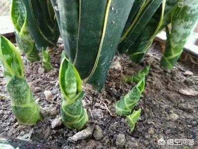 虎皮兰叶子枯萎，请问是怎么回事？可以挽救吗,第16张