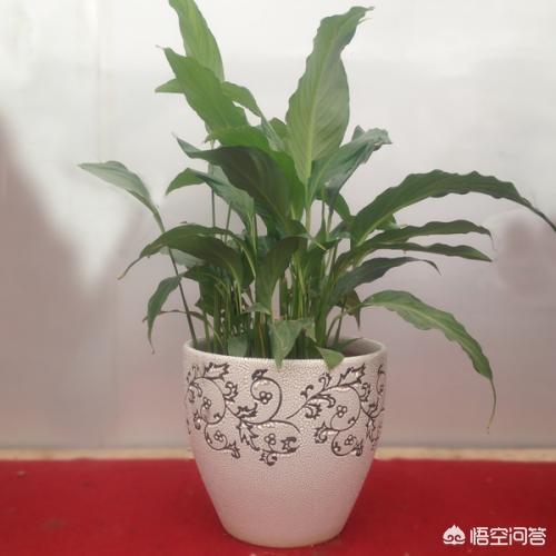 植物浇水 养护注意事项