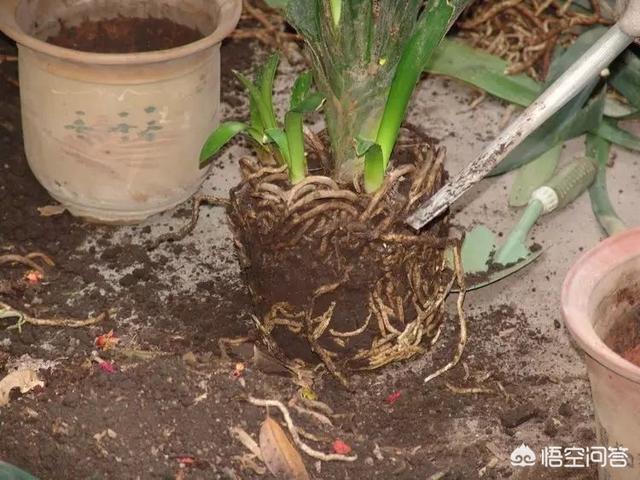 花盆浇水过多怎么办,花盆浇水过多怎么办小妙招