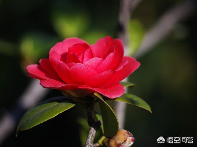 冬季开花的草本花卉有哪些-冬季开花的草本花卉有哪些品种呢