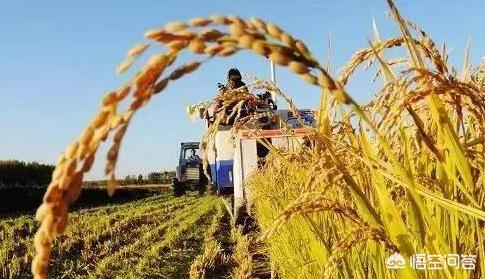 现在黑龙江粮食价格走势，现在黑龙江粮食价格走势如何