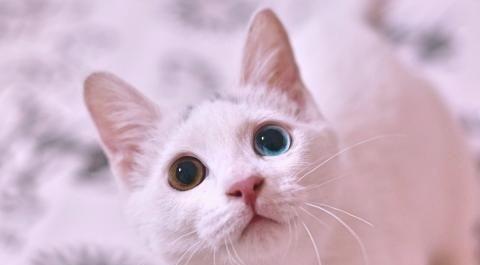 小猫的嘴巴长什么样子,第1张