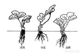 草莓盆栽种植方法