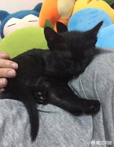 黑色猫咪的种类有哪些