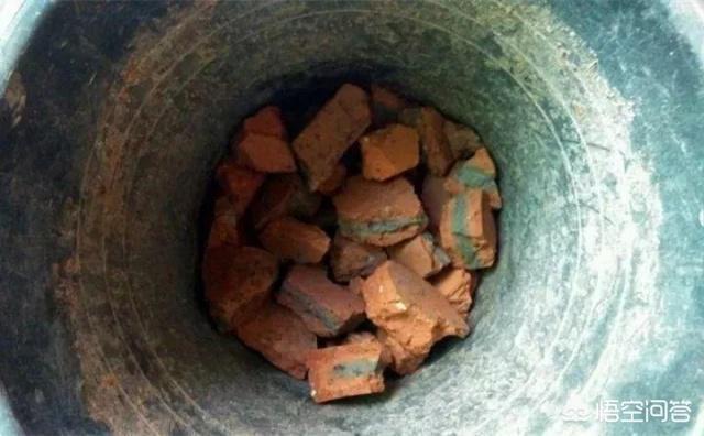 虎皮兰叶子枯萎，请问是怎么回事？可以挽救吗,第12张