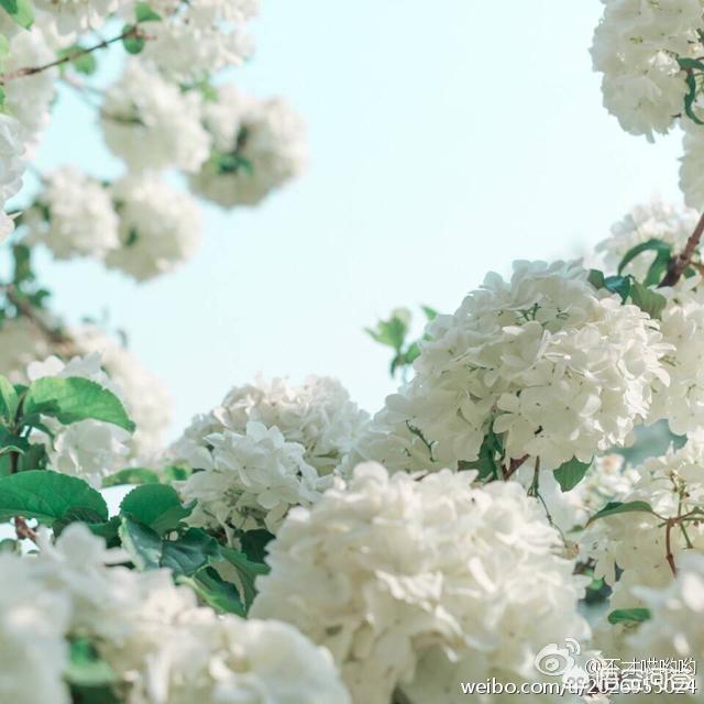 最美花朵图片大全高清（最美花朵图片大全高清有时有虚）