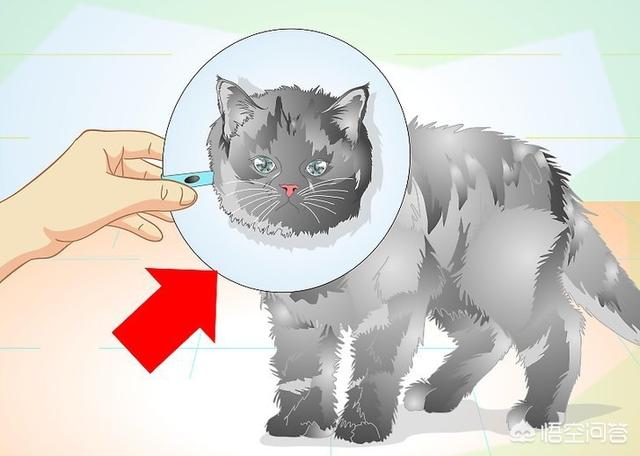 公猫做了绝育之后要注意什么,第7张