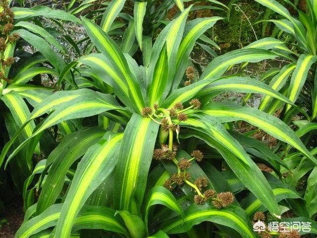 绿化花卉种植基地 浇水方案-绿化花卉种植基地 浇水方案怎么写