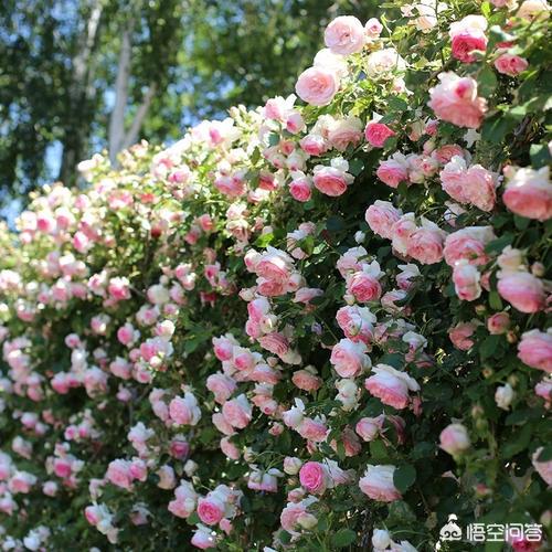 花园种植中式装饰图片欣赏,花园种植中式装饰图片欣赏大全