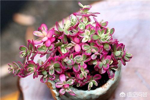 木质根的太阳花怎么养护和浇水(图1)