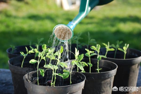 桂花树种子种植技术?桂花树种子种植技术视频!