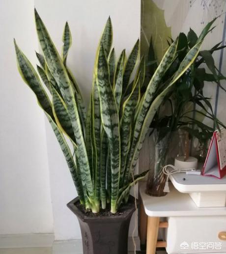虎皮兰叶子枯萎，请问是怎么回事？可以挽救吗,第29张