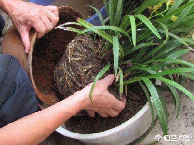 种植花卉目的?种植花卉目的是什么!