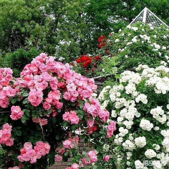 花墙花园种植什么好养活,花墙花园种植什么好养活呢