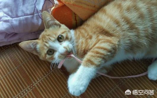 魔法使的猫，魔法使的猫出版