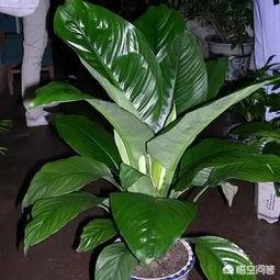 蜀桧是什么树（蜀桧百度百科）