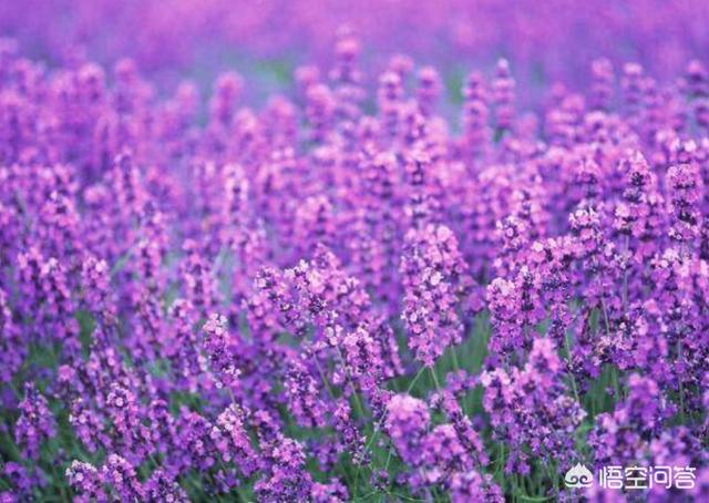 薰衣草几月开花（薰衣草长什么样子）