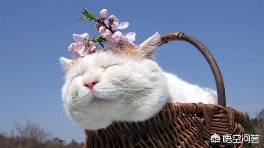 猫几个月成年,第1张