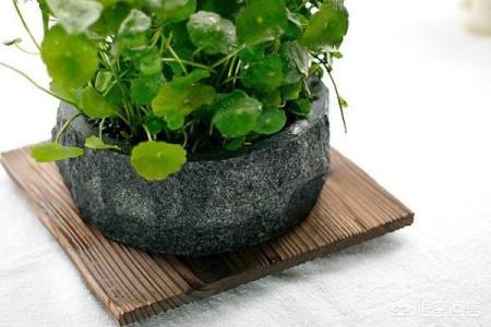 家中花草有虫,怎么办