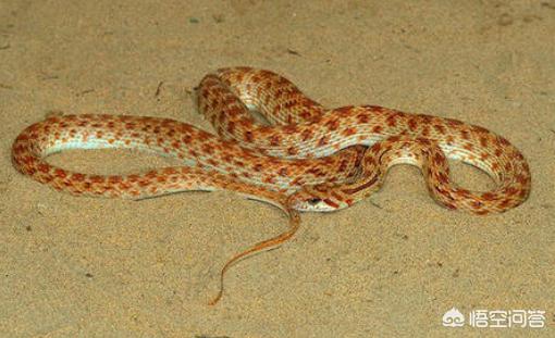 保定市哪里有小白条卖