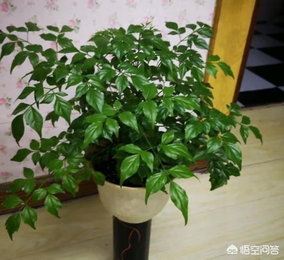 树木价格 养护标准