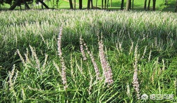 草坪适合种植在哪里