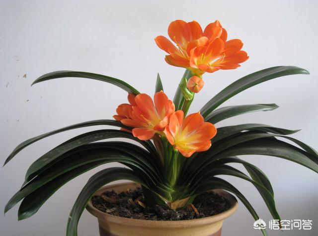 君子兰八大品种图片大全（君子兰品种排行图片）