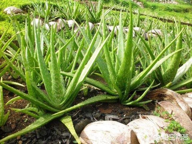 花卉浇水过多怎么补救方法,花卉浇水过多怎么补救方法视频