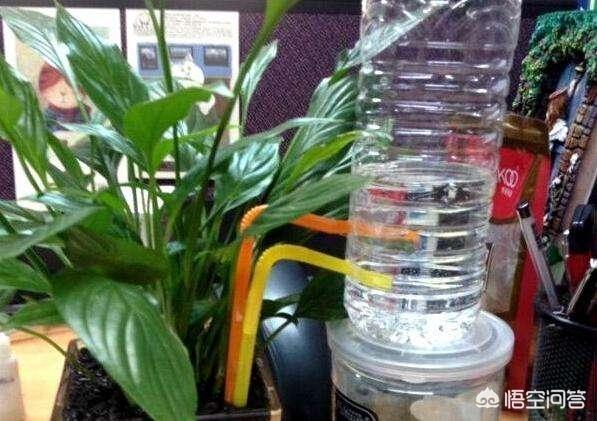 绿化花卉种植基地 浇水方案-绿化花卉种植基地 浇水方案怎么写