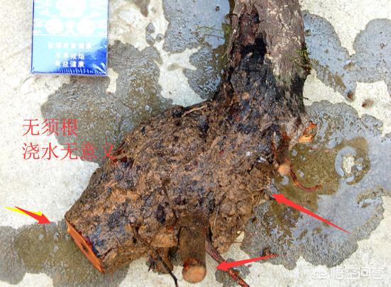 盆栽花卉常用的浇水方法 养护与管理-盆栽花卉常用的浇水方法 养护与管理视频