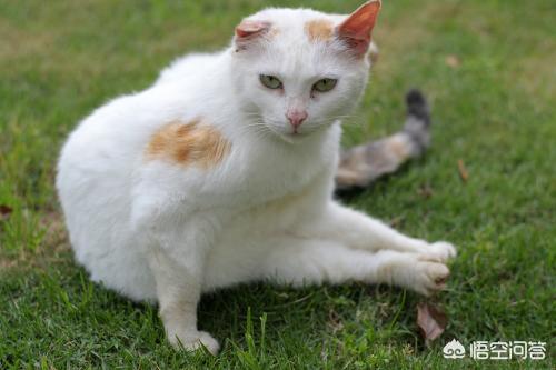 如何和流浪猫建立信任,第5张
