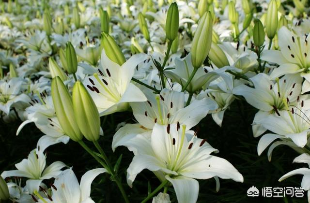 香水百合花?香水百合花束图片!