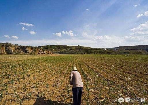 绿化用草种 浇水可以吗-绿化用草种 浇水可以吗视频