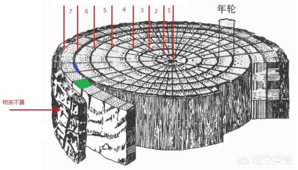 [年轮图片]如何由年轮看树龄，请结合图片？