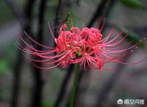 彼岸花的花语是什么 （红色彼岸花的花语是什么）