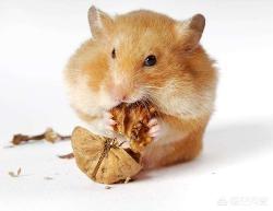 仓鼠咬笼子怎么办