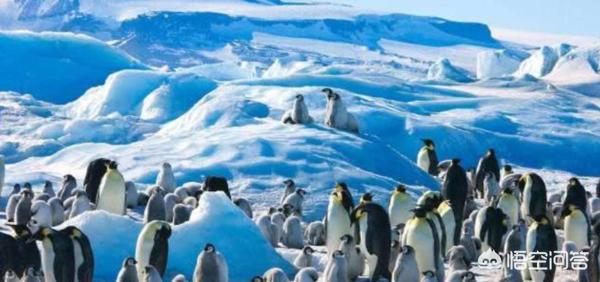 为什么北极没有企鹅（为什么北极没有企鹅的冷笑话）