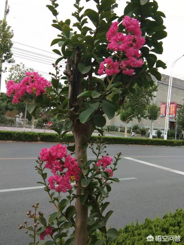 种花卉的地方?种花卉的地方西边有树好不好!