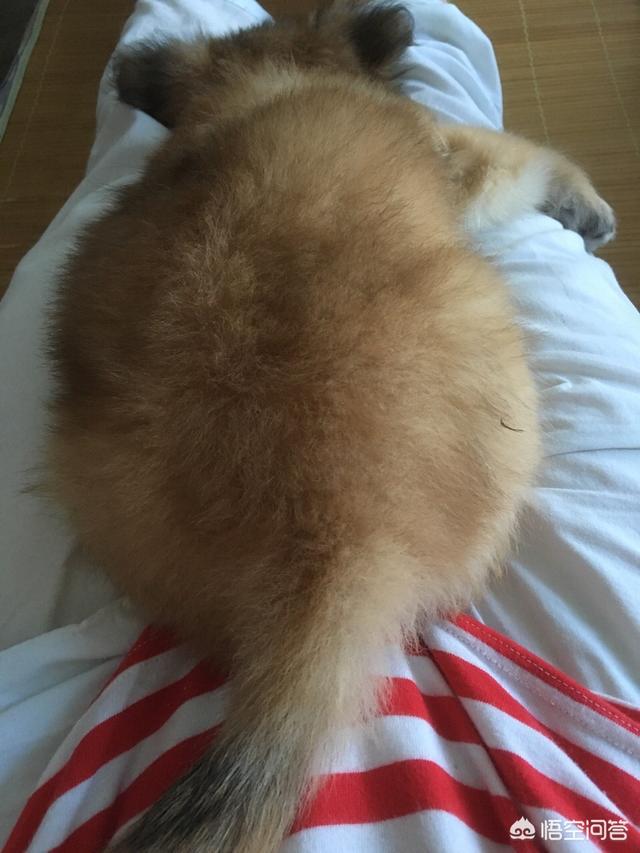 你们觉得狗狗临终前最希望主人做什么,第3张