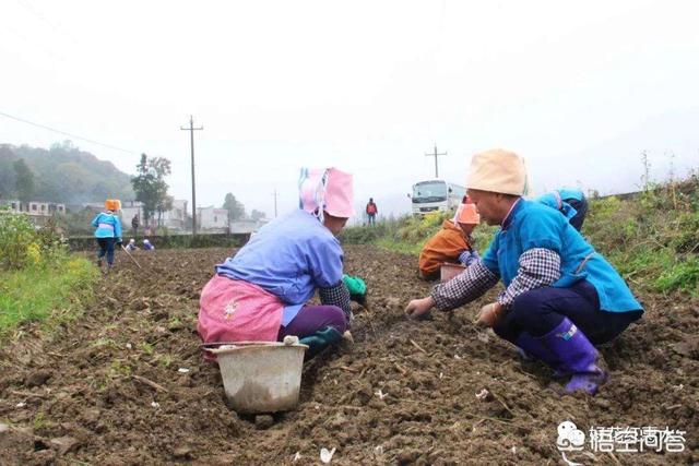 绿化草种子的种植方法,绿化草种子的种植方法视频