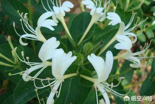 花园架子种植图片欣赏图,花园架子种植图片欣赏图大全