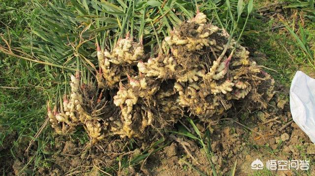 临沂市库存生姜市场在哪里