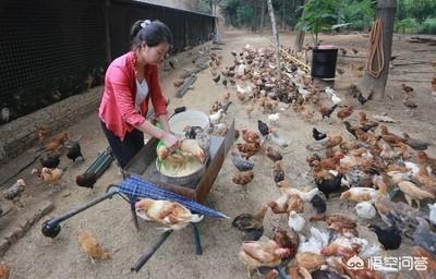 喂蛋鸡啥能节省饲料-喂蛋鸡啥能节省饲料成本