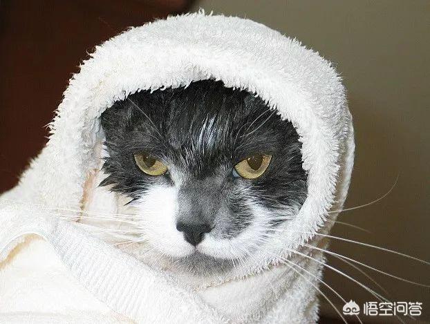 给小猫洗完澡后，怎么让它不乱动乖乖把毛吹干,第1张