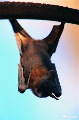 家里飞进蝙蝠风水_家里飞进蝙蝠风水解说预兆是吉是凶