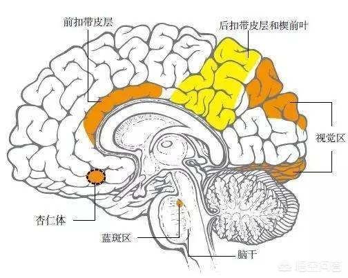 关于梦的知识，关于梦的知识点