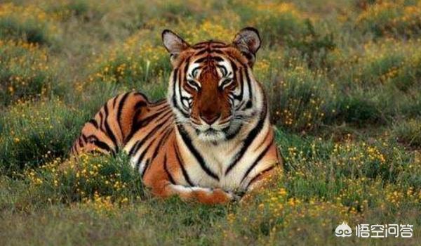 濒危动物有哪些图片_濒危动物图表