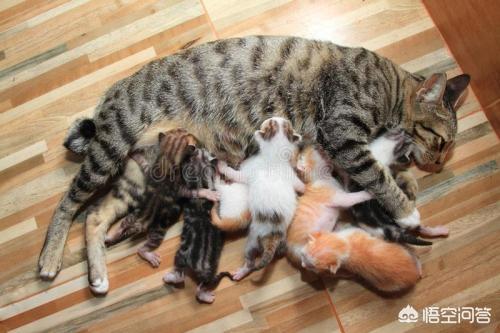 猫怀孕多久生（一般猫妈妈怀孕之后，到生小猫要多久啊）
